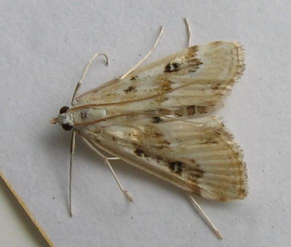 Parapoynx stratiotata &copy; <a href="https://de.wikipedia.org/wiki/Benutzer:Engeser" class="extiw" title="de:Benutzer:Engeser">de:Benutzer:Engeser</a>, uploaded to Commons by <a href="//commons.wikimedia.org/wiki/User:Fvlamoen" class="mw-redirect" title="User:Fvlamoen">User:Fvlamoen</a>