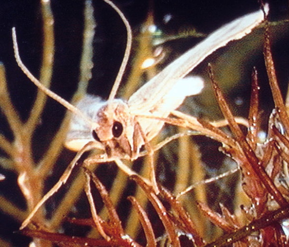 Acentria ephemerella &copy; <ul>
<li>
<a href="//commons.wikimedia.org/wiki/File:Acentria_ephemerella_0002003.jpg" title="File:Acentria ephemerella 0002003.jpg">Acentria_ephemerella_0002003.jpg</a>: Robert L. Johnson, Cornell University</li>
<li>derivative work: — <i><b><a href="//commons.wikimedia.org/wiki/User:Raeky" title="User:Raeky">raeky</a></b></i> <sup>(<a href="//commons.wikimedia.org/wiki/User_talk:Raeky" title="User talk:Raeky">talk</a> | <a href="//commons.wikimedia.org/wiki/Special:Contributions/Raeky" title="Special:Contributions/Raeky">edits</a>)</sup>
</li>
</ul>