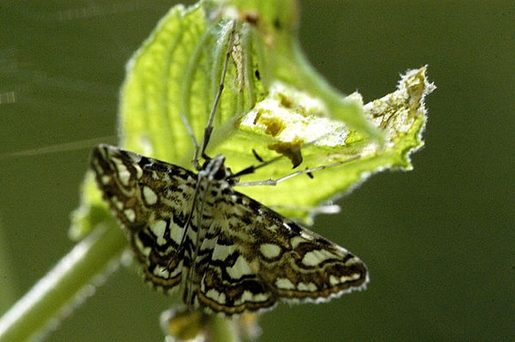 Elophila nymphaeata &copy; James K. Lindsey