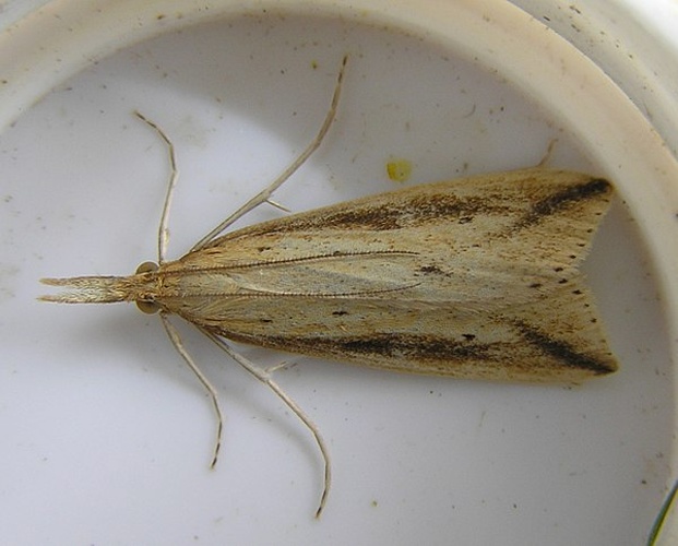 Donacaula forficella &copy; <a href="//commons.wikimedia.org/wiki/User:Fvlamoen" class="mw-redirect" title="User:Fvlamoen">Fvlamoen</a>