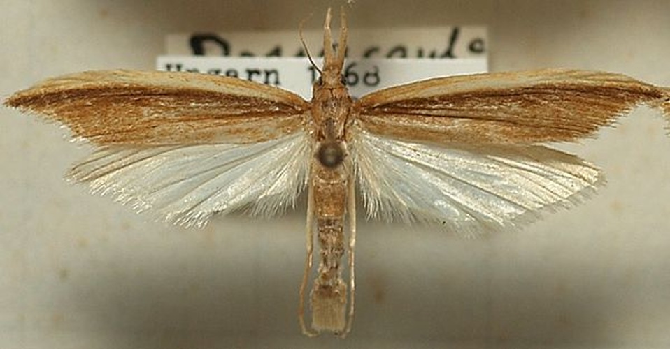 Donacaula mucronella &copy; <a href="//commons.wikimedia.org/wiki/User:Sarefo" title="User:Sarefo">Sarefo</a>