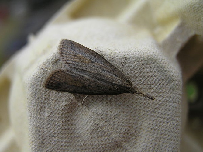 Schoenobius gigantella © <a href="//commons.wikimedia.org/wiki/User:Fvlamoen" class="mw-redirect" title="User:Fvlamoen">Fvlamoen</a>