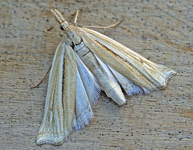 Ancylolomia tentaculella © 