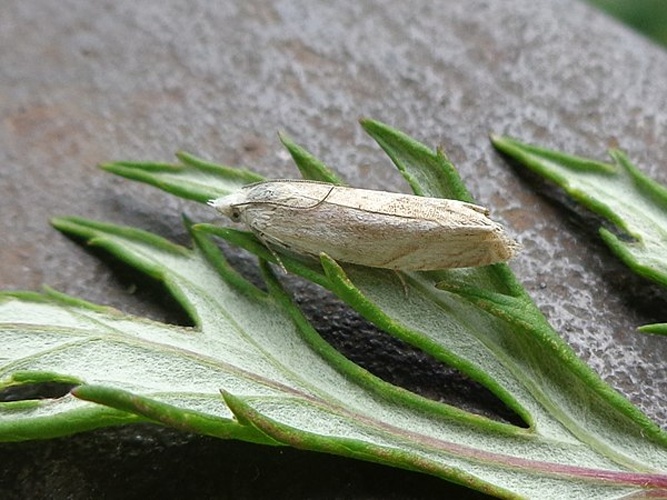 Platytes cerussella © <a href="//commons.wikimedia.org/wiki/User:AfroBrazilian" title="User:AfroBrazilian">AfroBrazilian</a>