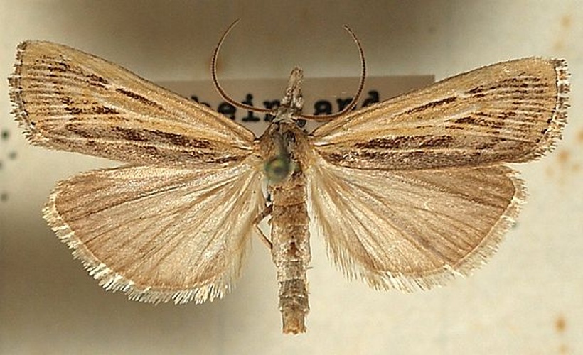 Pediasia fascelinella &copy; <a href="//commons.wikimedia.org/wiki/User:Sarefo" title="User:Sarefo">Sarefo</a>