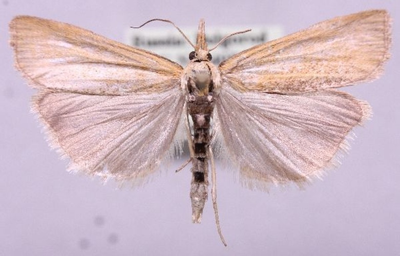 Pediasia luteella &copy; Marko Mutanen, University of Oulu