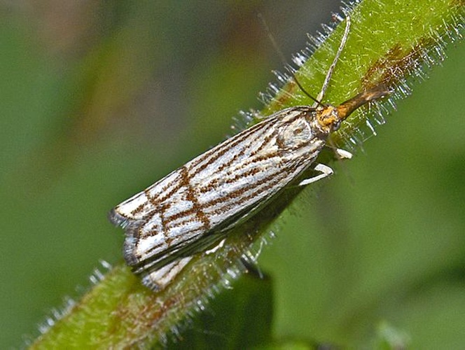Chrysocrambus linetella © <a href="//commons.wikimedia.org/wiki/User:Hectonichus" title="User:Hectonichus">Hectonichus</a>