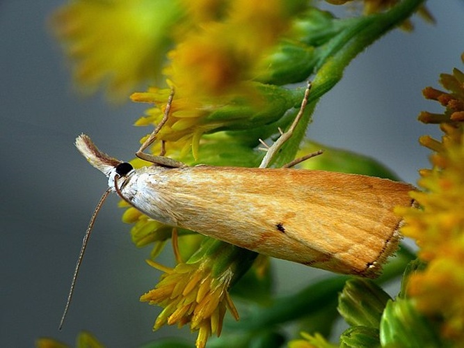 Xanthocrambus saxonellus © <a rel="nofollow" class="external text" href="https://www.biolib.cz/en/person/id2823/">František ŠARŽÍK</a>