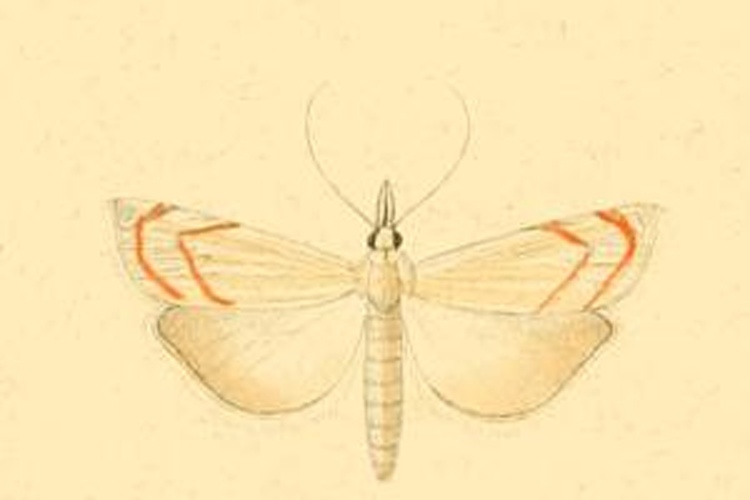 Metacrambus pallidellus &copy; <bdi><a href="https://en.wikipedia.org/wiki/en:Philog%C3%A8ne_Auguste_Joseph_Duponchel" class="extiw" title="w:en:Philogène Auguste Joseph Duponchel">Philogène Auguste Joseph Duponchel</a>
</bdi>