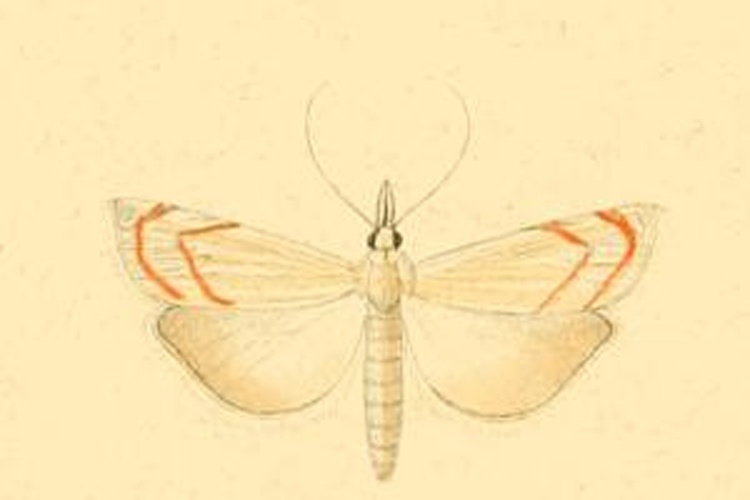 Metacrambus pallidellus © <bdi><a href="https://en.wikipedia.org/wiki/en:Philog%C3%A8ne_Auguste_Joseph_Duponchel" class="extiw" title="w:en:Philogène Auguste Joseph Duponchel">Philogène Auguste Joseph Duponchel</a>
</bdi>