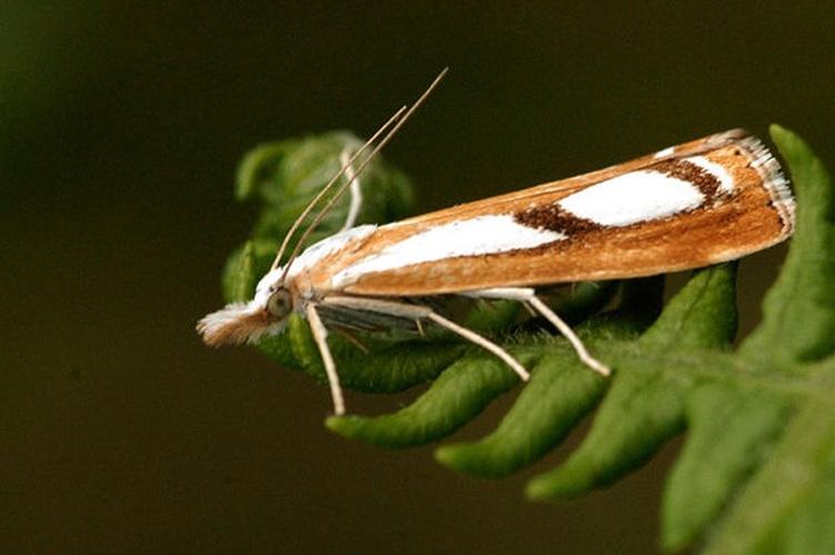 Catoptria permutatellus © James K. Lindsey