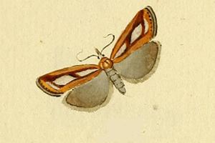 Catoptria myella &copy; <bdi><a href="https://en.wikipedia.org/wiki/en:Jacob_H%C3%BCbner" class="extiw" title="w:en:Jacob Hübner">Jacob Hübner</a>
</bdi>