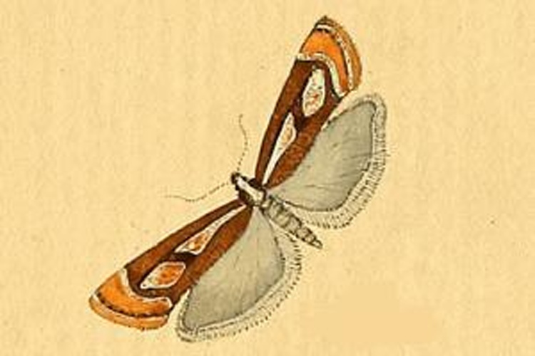 Catoptria mytilella © <bdi><a href="https://en.wikipedia.org/wiki/en:Jacob_H%C3%BCbner" class="extiw" title="w:en:Jacob Hübner">Jacob Hübner</a>
</bdi>