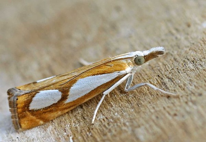 Catoptria pinella © 