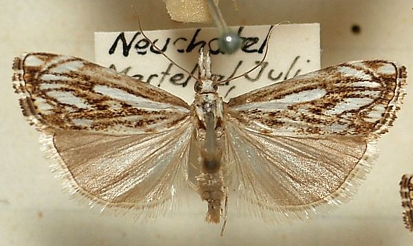 Catoptria falsella &copy; <a href="//commons.wikimedia.org/wiki/User:Sarefo" title="User:Sarefo">Sarefo</a>