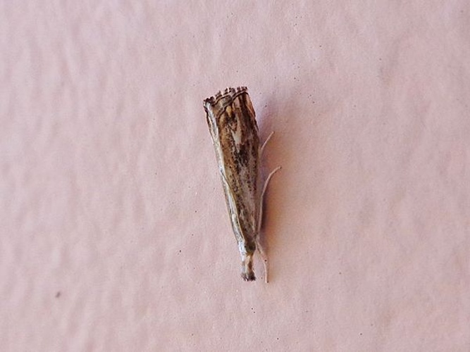 Catoptria verellus © <a href="//commons.wikimedia.org/wiki/User:AfroBrazilian" title="User:AfroBrazilian">AfroBrazilian</a>