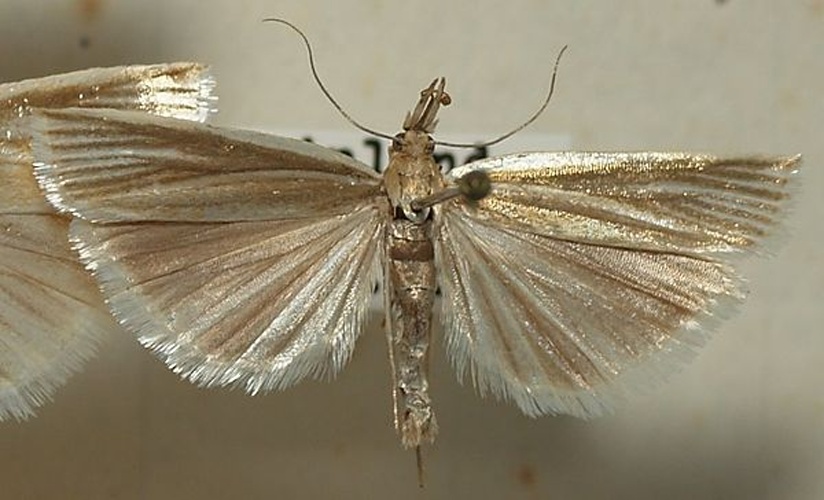 Catoptria lythargyrella © <a href="//commons.wikimedia.org/wiki/User:Sarefo" title="User:Sarefo">Sarefo</a>