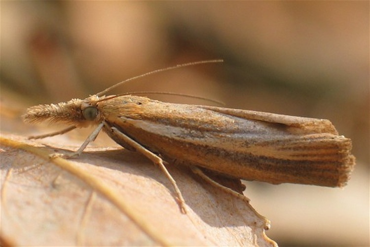 Agriphila tristella &copy; 