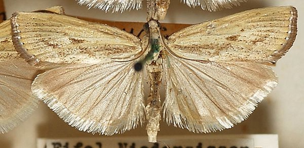 Agriphila inquinatella &copy; <a href="//commons.wikimedia.org/wiki/User:Sarefo" title="User:Sarefo">Sarefo</a>