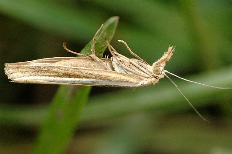 Agriphila latistria &copy; James K. Lindsey