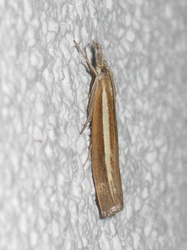 Agriphila selasella &copy; <a href="//commons.wikimedia.org/wiki/User:Bj.schoenmakers" title="User:Bj.schoenmakers">Bj.schoenmakers</a>