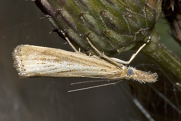 Agriphila straminella &copy; <a href="//commons.wikimedia.org/wiki/User:Olei" title="User:Olei">Olei</a>