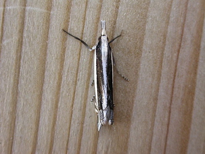 Angustalius malacellus © <a rel="nofollow" class="external text" href="https://www.flickr.com/people/25401497@N02">Donald Hobern</a>