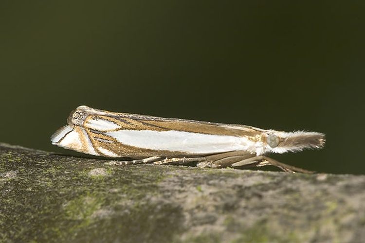 Crambus pascuella © picture taken by <a href="https://de.wikipedia.org/wiki/User:olei" class="extiw" title="de:User:olei">Olaf Leillinger</a>