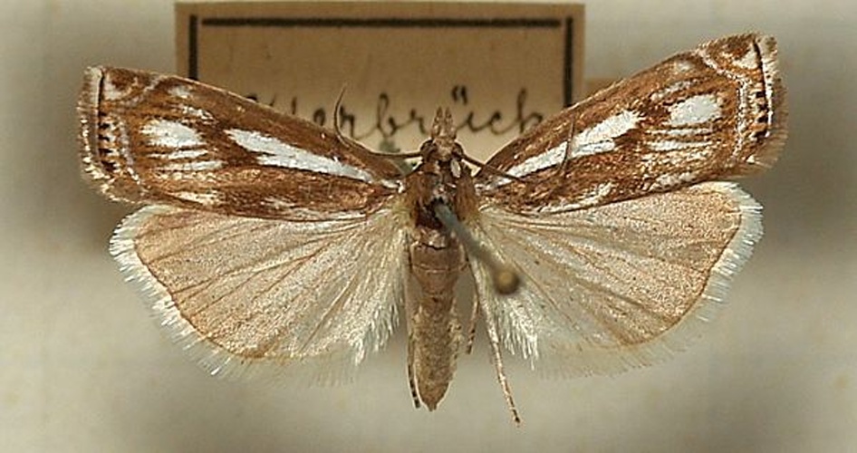 Crambus alienellus © <a href="//commons.wikimedia.org/wiki/User:Sarefo" title="User:Sarefo">Sarefo</a>