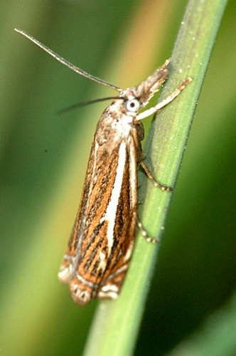 Crambus pratella &copy; James K. Lindsey