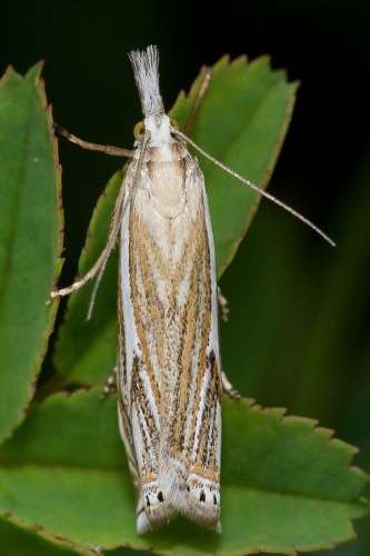 Crambus lathoniellus &copy; <a href="//commons.wikimedia.org/wiki/User:Svdmolen" title="User:Svdmolen">Svdmolen</a>