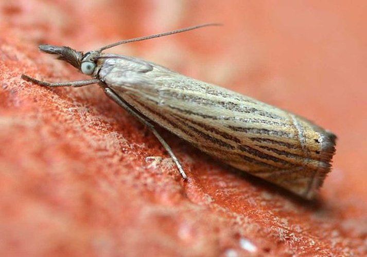 Chrysoteuchia culmella &copy; 