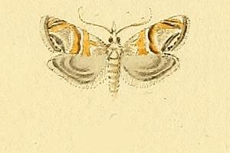 Euchromius bella © <bdi><a href="https://en.wikipedia.org/wiki/en:Jacob_H%C3%BCbner" class="extiw" title="w:en:Jacob Hübner">Jacob Hübner</a>
</bdi>