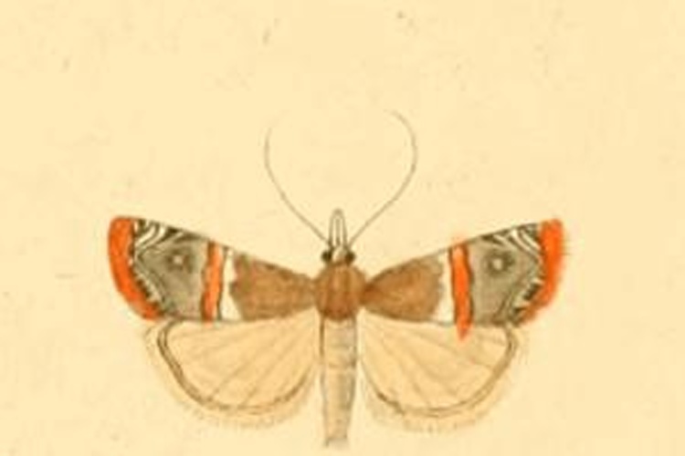 Euchromius ramburiellus © <bdi><a href="https://en.wikipedia.org/wiki/en:Philog%C3%A8ne_Auguste_Joseph_Duponchel" class="extiw" title="w:en:Philogène Auguste Joseph Duponchel">Philogène Auguste Joseph Duponchel</a>
</bdi>