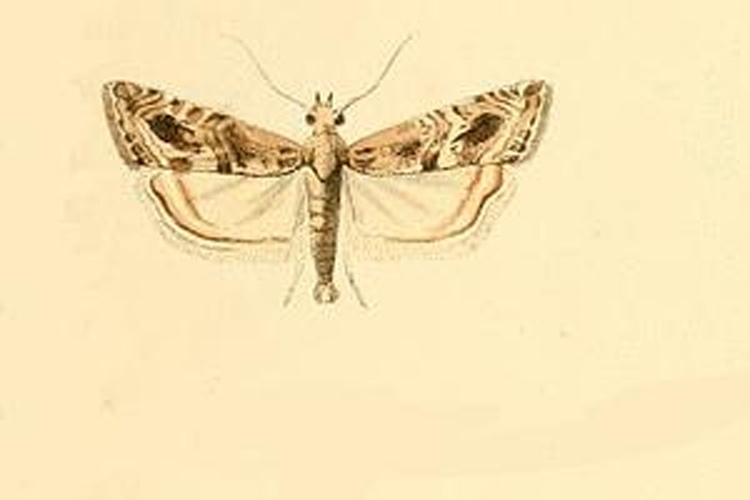 Euchromius cambridgei &copy; <bdi><a href="https://en.wikipedia.org/wiki/en:Philipp_Christoph_Zeller" class="extiw" title="w:en:Philipp Christoph Zeller">Philipp Christoph Zeller</a>
</bdi>