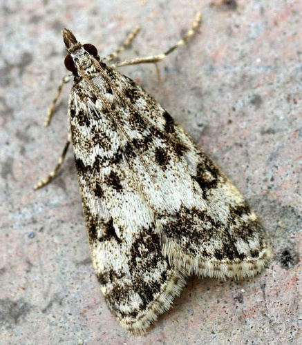 Eudonia lacustrata © 