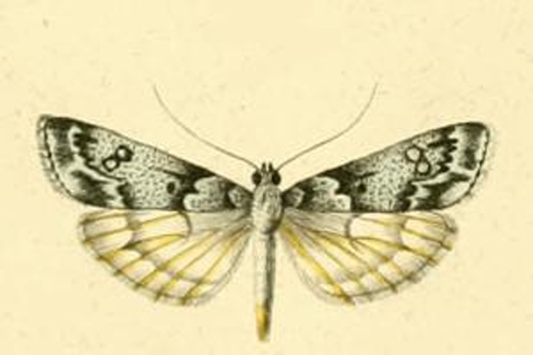 Eudonia vallesialis © <bdi><a href="https://en.wikipedia.org/wiki/en:Philog%C3%A8ne_Auguste_Joseph_Duponchel" class="extiw" title="w:en:Philogène Auguste Joseph Duponchel">Philogène Auguste Joseph Duponchel</a>
</bdi>