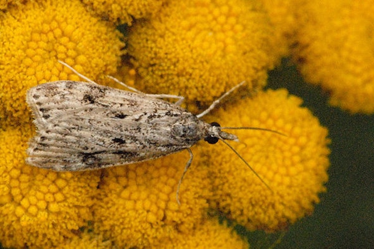 Eudonia truncicolella © James K. Lindsey