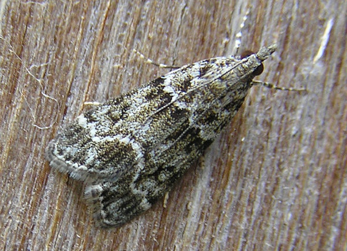 Eudonia mercurella © <a href="//commons.wikimedia.org/wiki/User:Fvlamoen" class="mw-redirect" title="User:Fvlamoen">Fvlamoen</a>