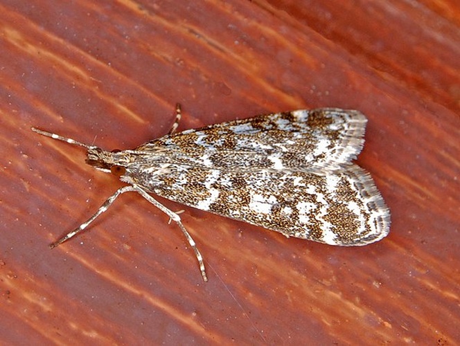 Eudonia sudetica © <a href="//commons.wikimedia.org/wiki/User:Hectonichus" title="User:Hectonichus">Hectonichus</a>