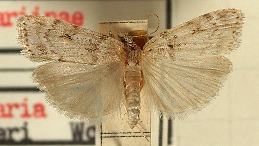 Scoparia subfusca © <a href="//commons.wikimedia.org/wiki/User:Sarefo" title="User:Sarefo">Sarefo</a>