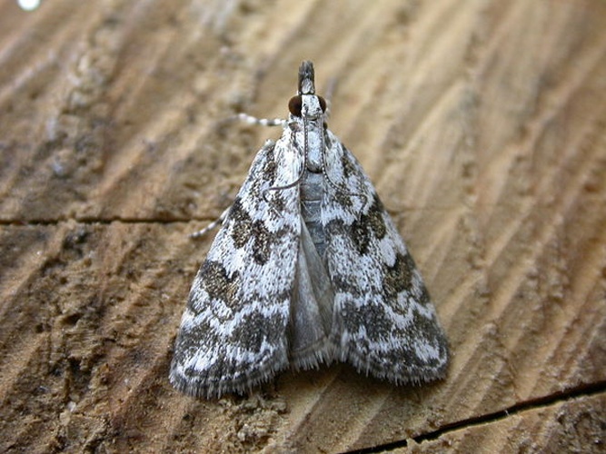 Scoparia pyralella &copy; <a rel="nofollow" class="external text" href="https://www.flickr.com/photos/25401497@N02">Donald Hobern</a>