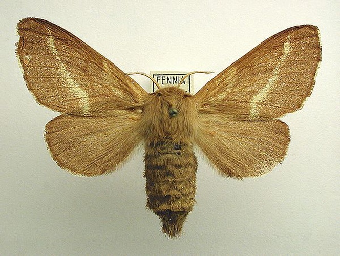 Malacosoma castrensis &copy; M. Virtala