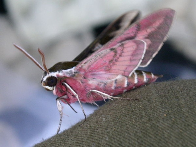 Hyles dahlii &copy; Conselleria de Medi Ambient i Mobilitat, Govern des Illes Balears