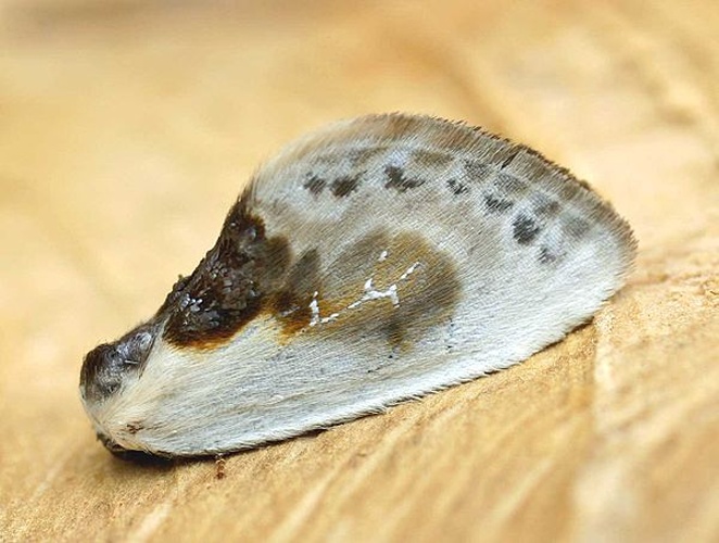 Cilix glaucata © 