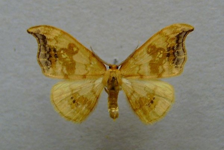 Sabra harpagula &copy; <a href="//commons.wikimedia.org/wiki/User:Dumi" title="User:Dumi">Dumi</a>