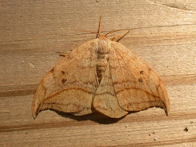 Drepana curvatula © dhobern