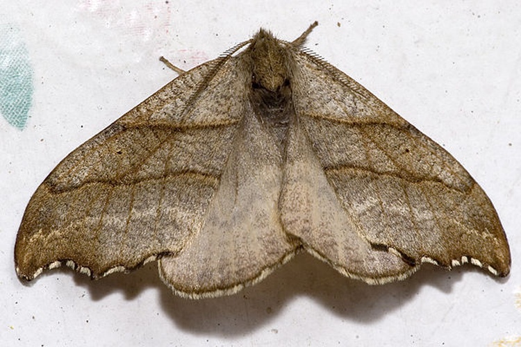 Falcaria lacertinaria &copy; <a href="//commons.wikimedia.org/wiki/User:Olei" title="User:Olei">Olei</a>