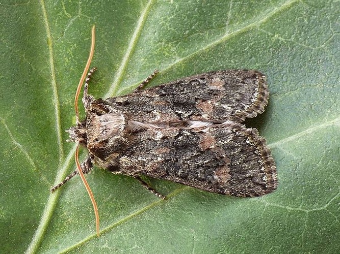 Polyploca ridens © <a rel="nofollow" class="external text" href="https://www.biolib.cz/en/person/id2823/">František ŠARŽÍK</a>