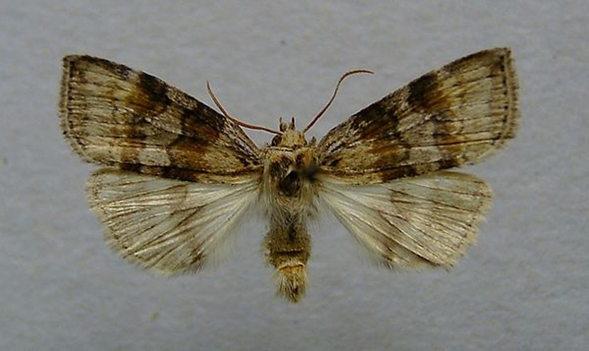 Cymatophorima diluta &copy; <a href="//commons.wikimedia.org/wiki/User:Dumi" title="User:Dumi">Dumi</a>